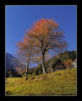 in autunno prendono colore