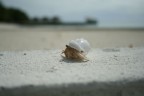 Paguro Maldiviano Paguro Maldiviano