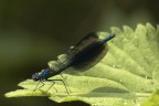 Damigella Damigella