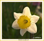 Prova close up Prova close up