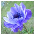 Fiore 02 Fiore 02