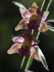 Epipactis atrorubens 2008 Epipactis atrorubens 2008