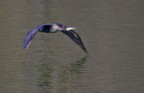 Cormorano