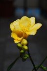 Una Fresia non fa Primavera Una Fresia non fa Primavera