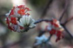 bianco e rosso bianco e rosso