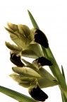 orchidea nera selvatica 16/80 ZA