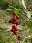 non conosco il nome ma crescono in inverno fino primavera e sono di un rosso davvero intenso. Tutto il grappolo misura 8 cm. Lumix FZ50