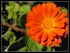 Calendula Calendula