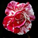 Rosa Rinascimento Rosa Rinascimento