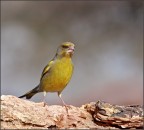 verdone maschio verdone maschio