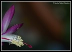 flora flora