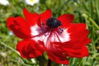 Anemone rosso Anemone rosso