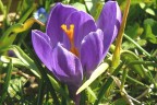 Ennesimo crocus Ennesimo crocus