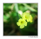 Pappaciddhu. Pappaciddhu.