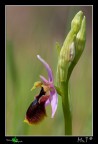 Ophrys lunulata Ophrys lunulata