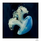 Medusa Chrysaora Medusa Chrysaora