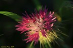I colori primaverili I colori primaverili