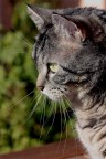 gatto gatto
