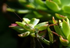 Ecchemequ�
