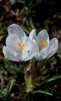 Crocus Crocus
