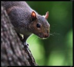 Scoiattolo 01 Scoiattolo 01