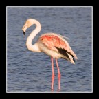 flamant 16 flamant 16