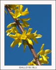 Giallo su blu Giallo su blu