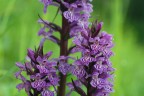 Dactylorhiza Dactylorhiza