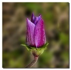 Anemone Anemone