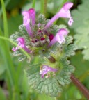 sono piccolo e solo sono piccolo e solo