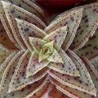 Quattro quarti Quattro quarti