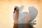 ai primi raggi di sole ai primi raggi di sole