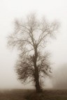 albero solitario in un clima autunnale albero solitario in un clima autunnale