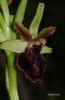 Ophrys Sphegodes Ophrys Sphegodes