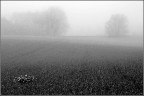 Nebbia di primavera Nebbia di primavera