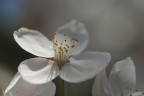 fiori fiori