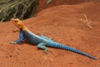 Il Drago Il Drago