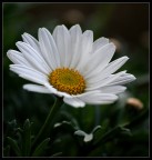 Margherita -4-/ Margherita -4-/