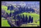 Cipressi Umbri Cipressi Umbri