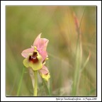 Ophrys Tenthredinifera...
