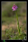 Orchis italica Orchis italica