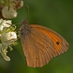 Maniola jurtina Maniola jurtina