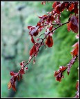 Prunus selvatico...