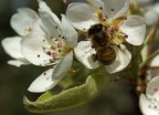 vespa su fiore di susino. sony 350 2,8 macro sony 1/250 f.11