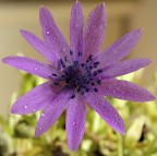 risveglio bagnato risveglio bagnato