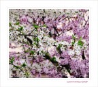 Un abbraccio....in bianco e rosa Un abbraccio....in bianco e rosa