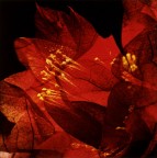 SOVRAPPOSIZIONE UNO SOVRAPPOSIZIONE UNO