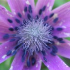 Al centro di un fiore Al centro di un fiore