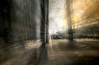Il bosco dei sogni Il bosco dei sogni