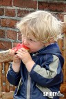 Bambino danese intento a gustarsi una, a quanto pare, deliziosa fetta d'anguria.
Canon EOS 300D e EF 100-400L a 100 mm